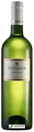 Wijnmakerij Labastide de Levis - Terrane Sauvignon