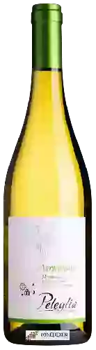 Wijnmakerij Peteglia - Vermentino Montecucco