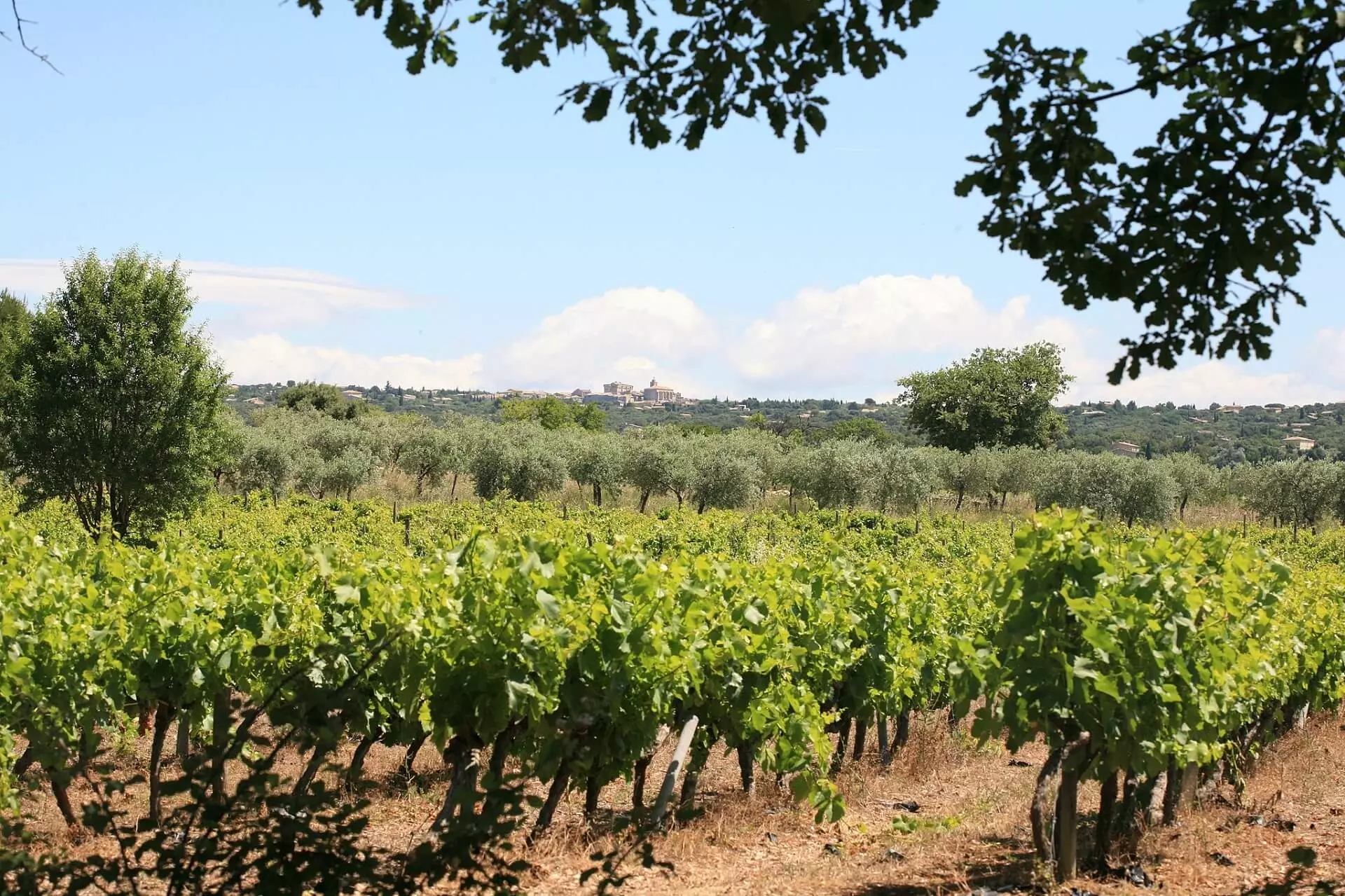 Winery Adrien Dufis