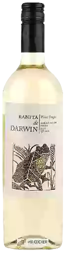 Bodega Ranita de Darwin - Pinot Grigio