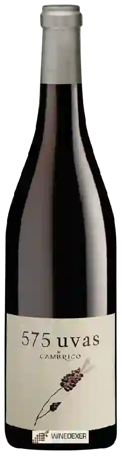 Weingut Cámbrico - 575 Uvas Weingut Cámbrico - 575 Uvas