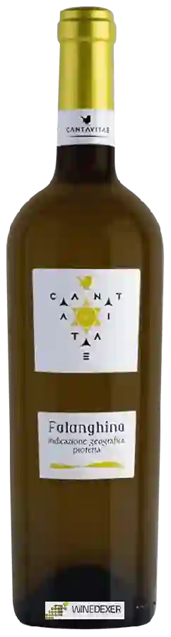 Weingut Cantavitae - Falanghina