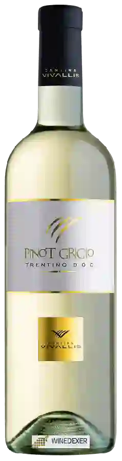 Weingut Cantina Vivallis - Pinot Grigio Weingut Cantina Vivallis - Pinot Grigio