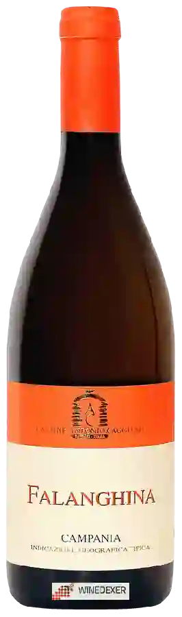 Weingut Antonio Caggiano - Falanghina Campania Weingut Antonio Caggiano - Falanghina Campania