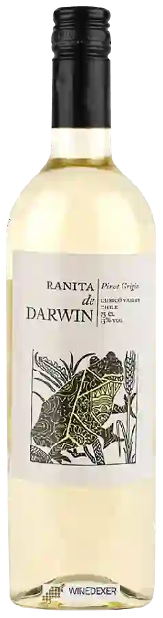 Weingut Ranita de Darwin - Pinot Grigio Weingut Ranita de Darwin - Pinot Grigio