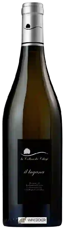 Weingut La Collina dei Ciliegi - Il Lugana