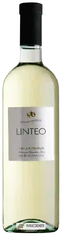 Weingut Linteo - Falanghina del Beneventano Weingut Linteo - Falanghina del Beneventano