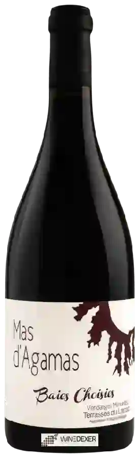 Weingut Mas d'Agamas - Baies Choisies Vendanges Manuelles Weingut Mas d'Agamas - Baies Choisies Vendanges Manuelles