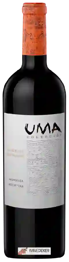 Weingut Telteca - UMA Colección Cabernet Sauvignon Weingut Telteca - UMA Colección Cabernet Sauvignon