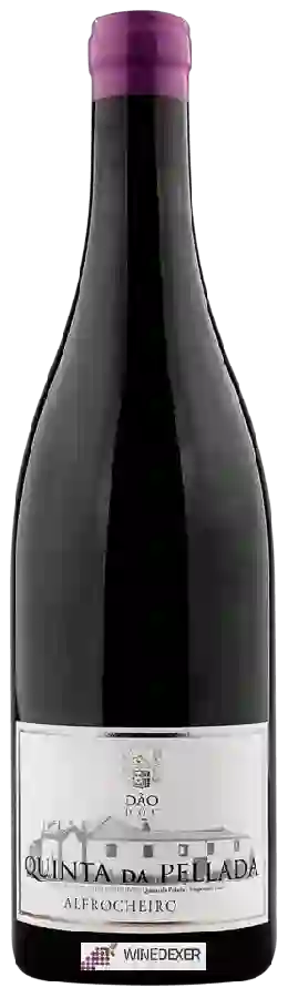 Winery Quinta da Pellada - Alfrocheiro