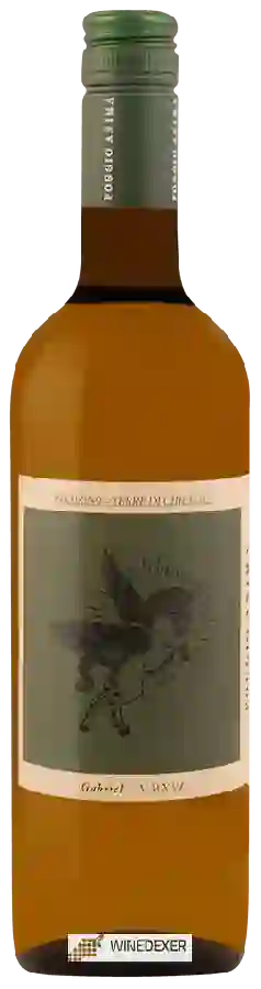 Winery Poggio Anima - Gabriel Pecorino Terre di Chieti