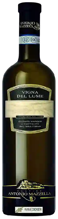Winery Antonio Mazzella - Vigna del Lume Winery Antonio Mazzella - Vigna del Lume