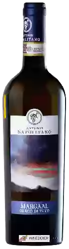 Winery Antonio Napolitano - Margaal Greco di Tufo