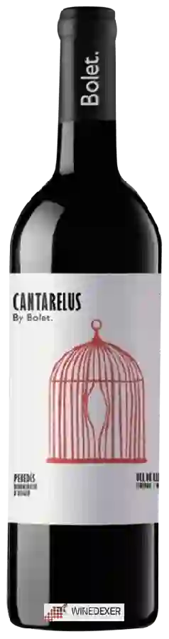 Caves Bolet - Cantarelus Caves Bolet - Cantarelus