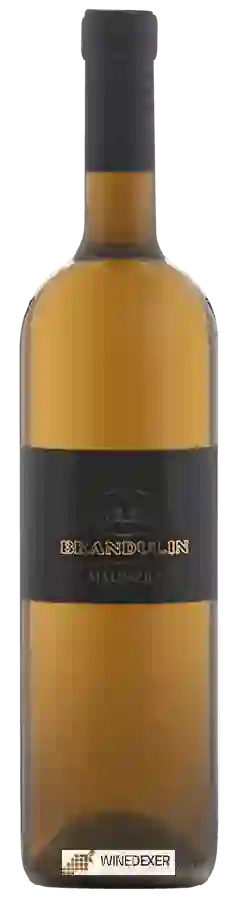Winery Brandulin - Malvazija