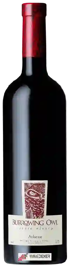 Winery Burrowing Owl - Athene Winery Burrowing Owl - Athene