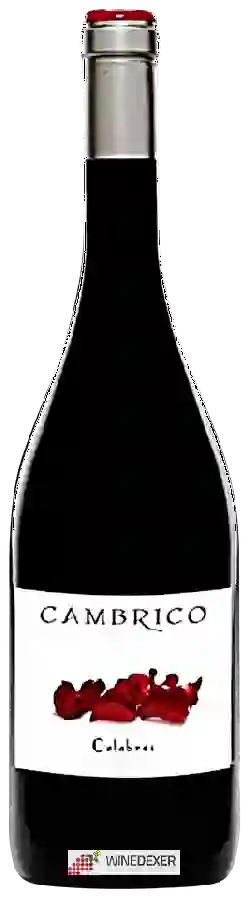 Winery Cámbrico - Calabrés