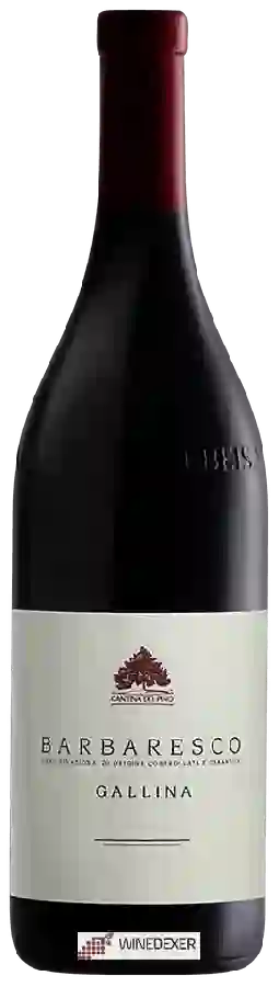 Winery Cantina del Pino - Barbaresco Gallina Winery Cantina del Pino - Barbaresco Gallina
