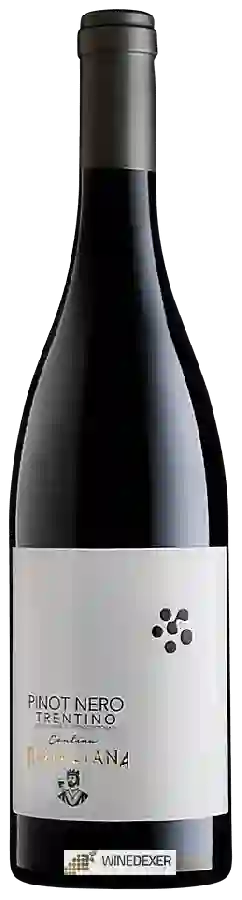 Winery Cantina Rotaliana - Trentino Pinot Nero Winery Cantina Rotaliana - Trentino Pinot Nero