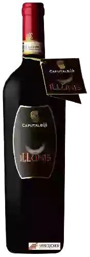 Winery Caputalbus - Illunis