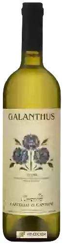 Winery Castello di Cantone - Galanthus