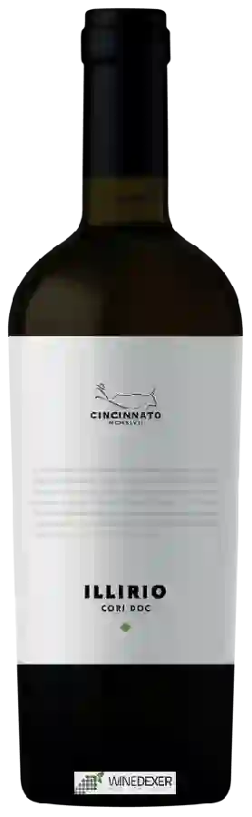 Winery Cincinnato - Illirio