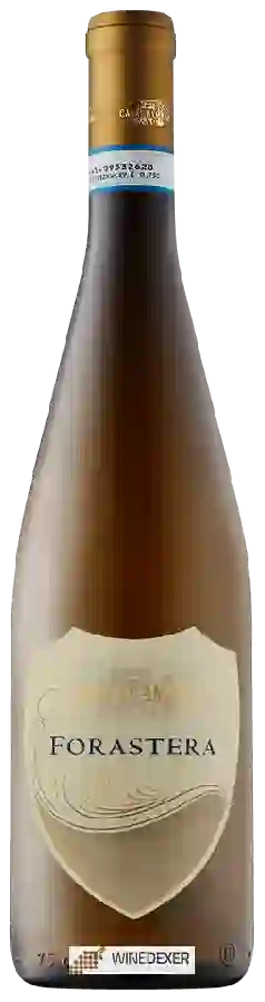 Winery Casa d'Ambra - Forastera