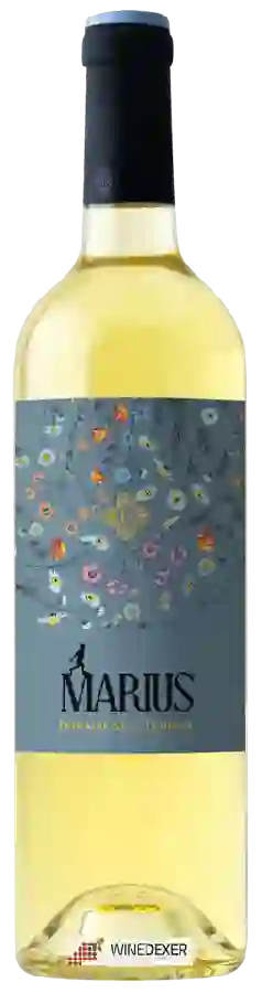 Winery Dourbie - Marius Blanc