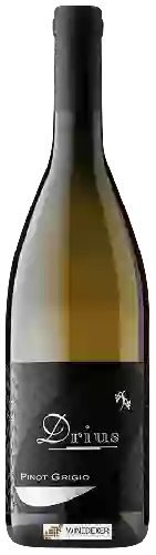 Winery Drius - Pinot Grigio