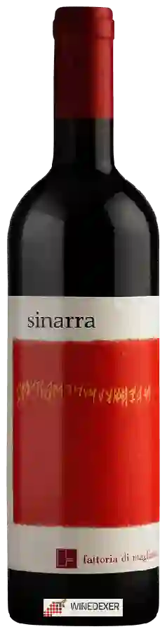 Winery Fattoria di Magliano - Sinarra
