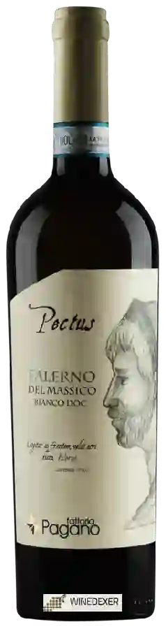 Winery Fattoria Pagano - Pectus Falerno del Massico