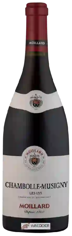 Winery Moillard - Chambolle Musigny 'Les Lys' Winery Moillard - Chambolle Musigny 'Les Lys'