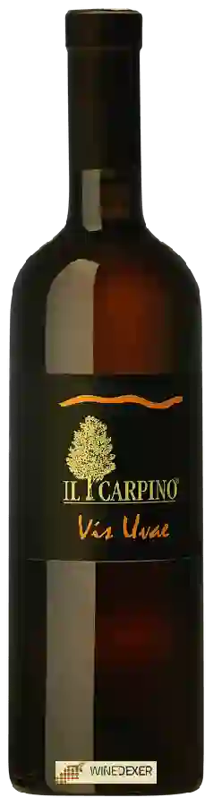 Winery Il Carpino - Vis Uvae Winery Il Carpino - Vis Uvae