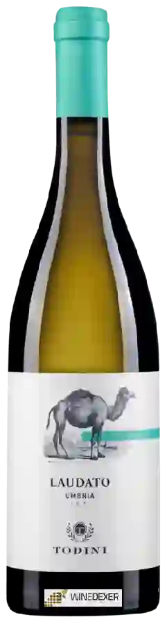 Winery Cantina Todini - Laudato
