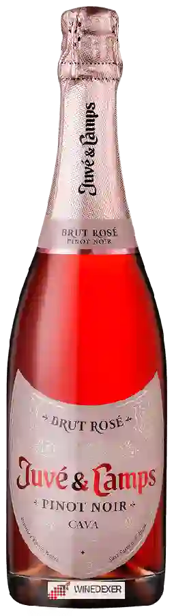 Winery Juvé & Camps - Cava Pinot Noir Rosé Brut