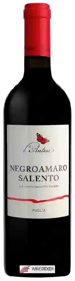 Winery L'Antesi - Negroamaro Winery L'Antesi - Negroamaro