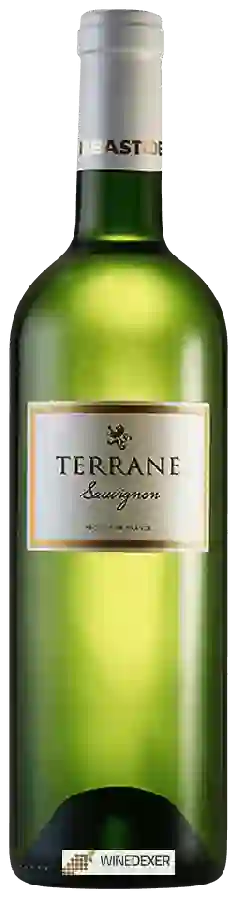 Winery Labastide de Levis - Terrane Sauvignon