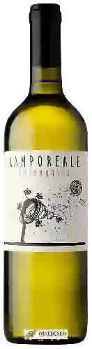 Winery Lunarossa - Camporeale Falanghina
