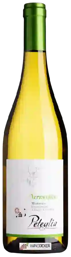 Winery Peteglia - Vermentino Montecucco