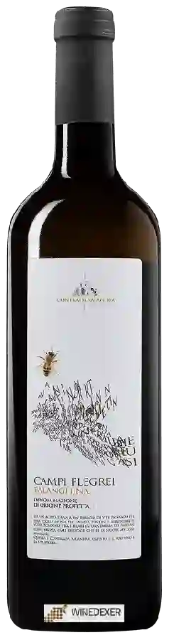 Winery Contrada Salandra - Falanghina Campi Flegrei