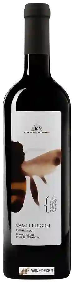Winery Contrada Salandra - Piedirosso Campi Flegrei