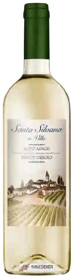 Winery Santa Silvana in Villa - Pinot Grigio Winery Santa Silvana in Villa - Pinot Grigio