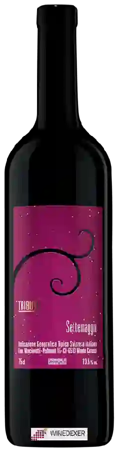 Winery Settemaggio - Tributo