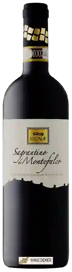 Winery SIGNÆ - Sagrantino di Montefalco Winery SIGNÆ - Sagrantino di Montefalco