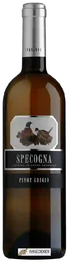 Winery Specogna - Pinot Grigio Winery Specogna - Pinot Grigio