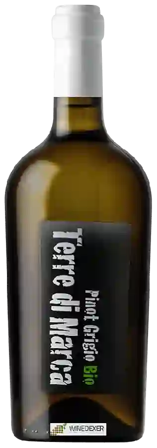 Winery Terre di Marca - Pinot Grigio Winery Terre di Marca - Pinot Grigio