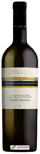 Winery Tolloy - Pinot Grigio