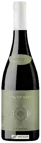 Winery Uva de Vida - Latitud 40 Graciano