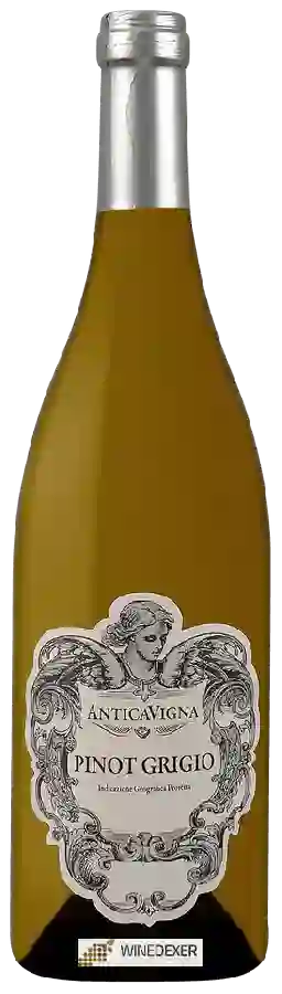 Winery Antica Vigna - Pinot Grigio