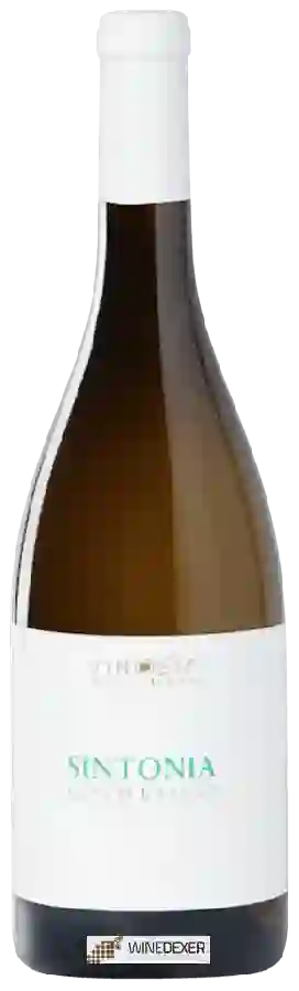 Winery Vinosia - Sintonia Greco - Fiano